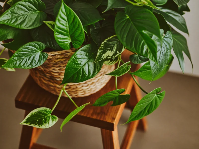 Pothos e filodendro ricadenti da un cesto intrecciato su uno sgabello basso